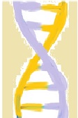 DNA DOUBLE HELIX